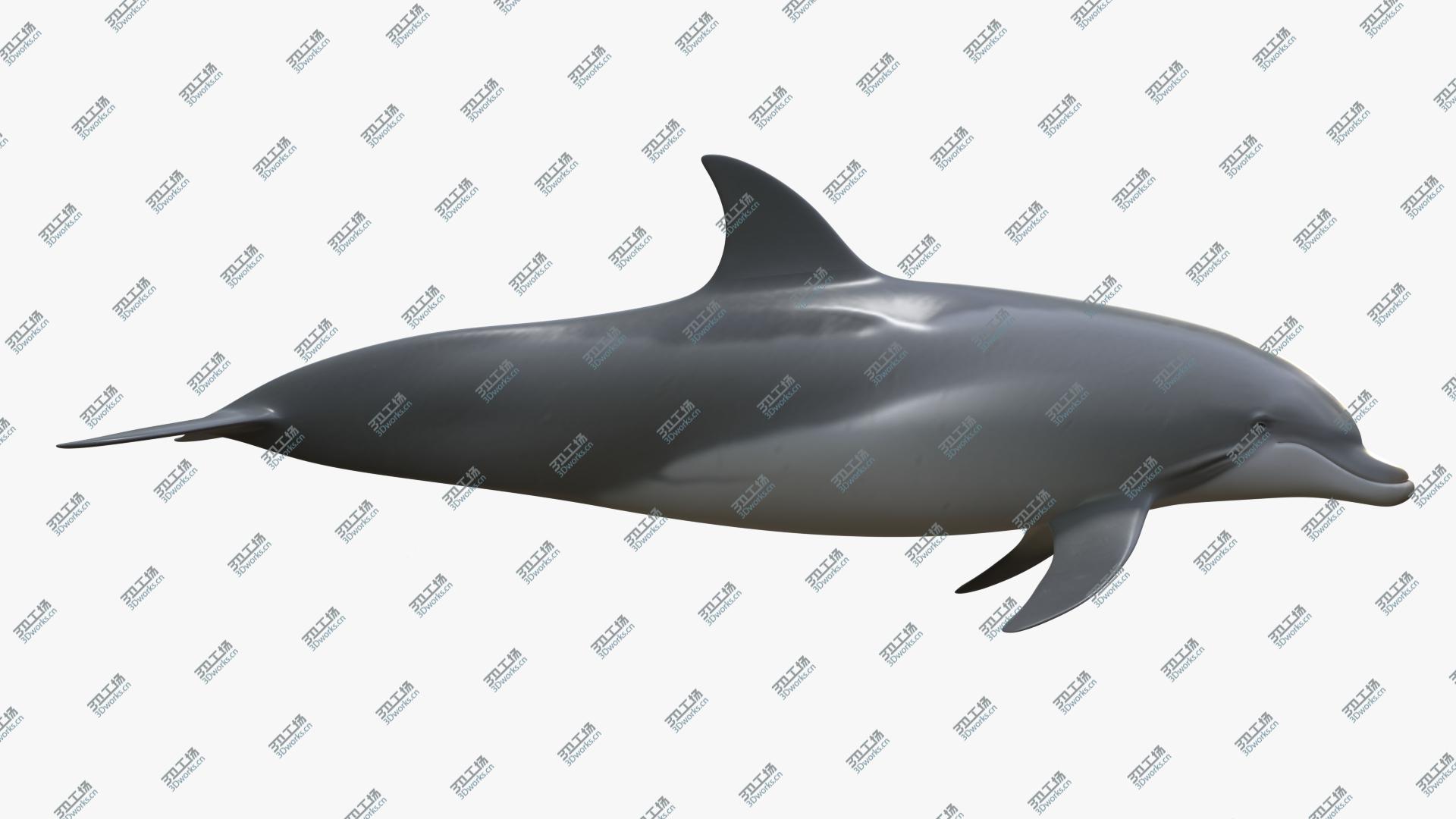 images/goods_img/202104021/3D Beautiful Common Bottlenose Dolphin model/5.jpg